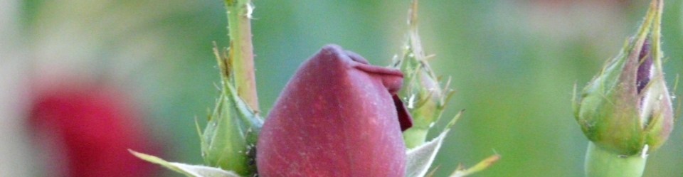 Wir freuen uns über Ihr Interesse