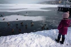 Enten im winterlichen Wörthersee