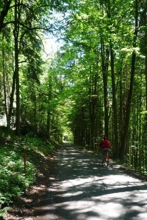 Eine Allee für Radfahrer